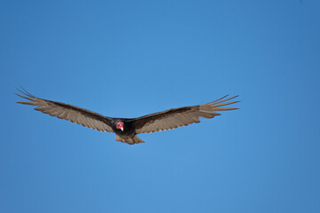 Fototapeta na wymiar Vultures