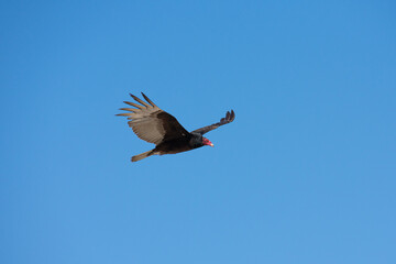 Vultures