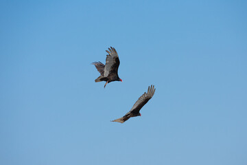 Vultures