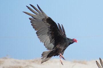 Vultures