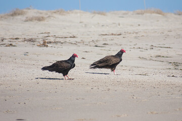 Vultures