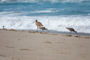 Long-billed Curlew