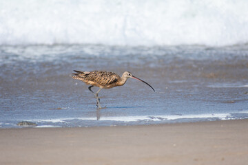 Long-billed Curlew