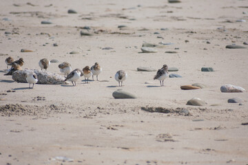 Fototapeta premium Snowy Plover
