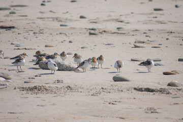 Snowy Plover