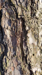 pine bark close up photo
