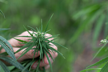 Young marijuana sprout in hand. Legal cultivation of cannabis for medical purposes. Selective focus.