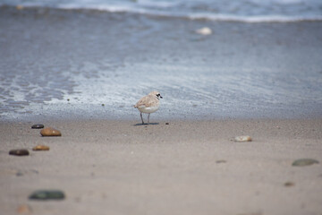 Snowy Plover