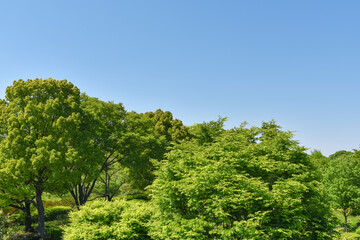 Fresh green trees and blue sky	