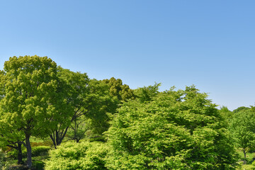 Fresh green trees and blue sky	