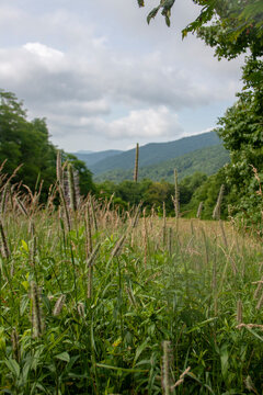 Native Grasses and Mountain Views on Appalacian Trail