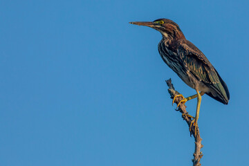 Green Heron Perched on a Branch