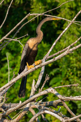 Anhinga Perched on Fallen Branches
