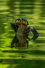 Yellow Bellied Slider Resting in a Lake