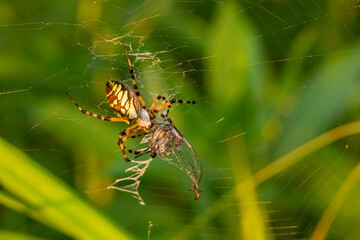 Orchard Orbweaver Catching an Insect