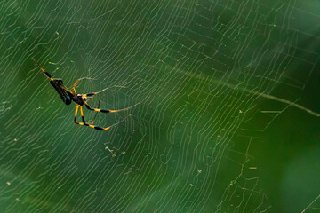 Golden Orbweaver with Light Refractions