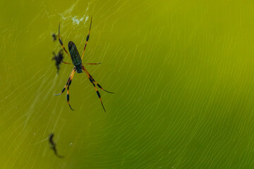 Golden Orbweaver with Light Refractions