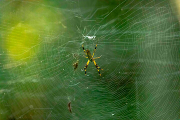 Golden Orbweaver with Light Refractions
