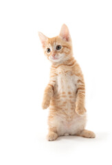 Yellow tabby kitten on white