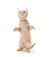 Yellow tabby kitten on white