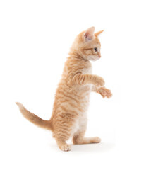 Yellow tabby kitten on white