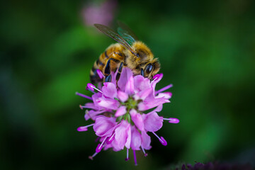 Honeybee on a purple flower