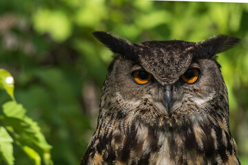 Orange Eyed Eurasian Owl with an Intense Stare
