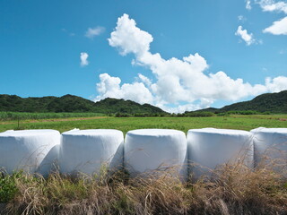 Okinawa,Japan - July 12, 2021: Rolls of harvested dry grass at Ishigaki island, Okinawa, Japan
