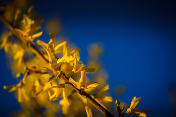 Yellow forsythia flower on blue background