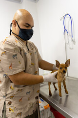 Veterinarian doctor preparing a vaccine
