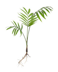 Houseplant seedling with leaves isolated on white