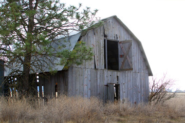 An abandoned barn stands by a lone tree.