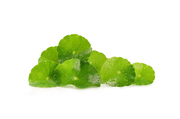Gotu kola leaves isolated on white background.