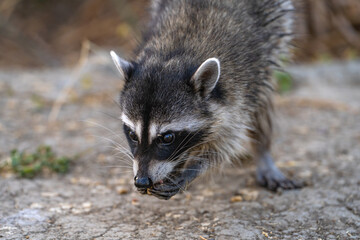 Raccoon holds food in its paws and eats.