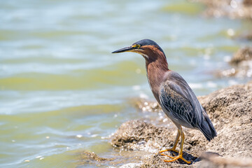 Green heron (Butorides striatus) stands on a stone in a lake.	