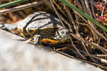 Red-eared turtle (Trachemys scripta elegans) crawls out of dry grass. 