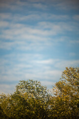 Landscape tree and sky