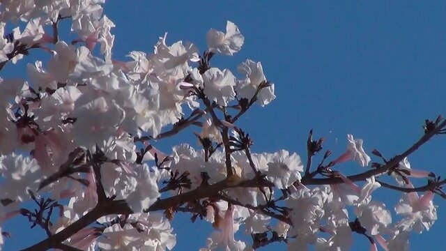 Tabebuia roseo-alba, known as white ip&ecirc;, against blue sky. Flowering tree native to Cerrado and Pantanal vegetation in Brazil,