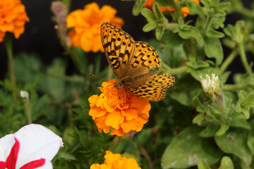 Obraz premium A Mormon Fritillary Butterfly rests on a Marigold with matching colors.