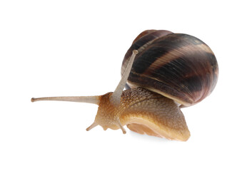 Common garden snail crawling on white background