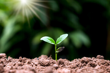 A sapling or tree grows from fertile soil and bright morning sunlight. ecological and environmental balance concept