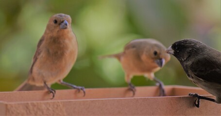 aves