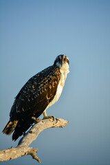 Osprey perched on a branch with a blue sky background