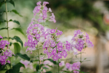 Purple phlox flowers in a garden