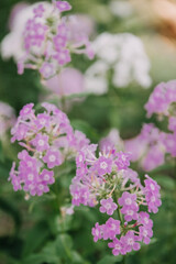 Purple phlox flowers in a garden