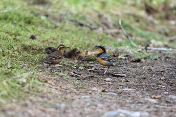 A colorful pair of Varied Thrush