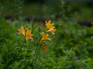 ニッコウキスゲ