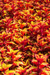 brightly colored foliage forms a stunning background