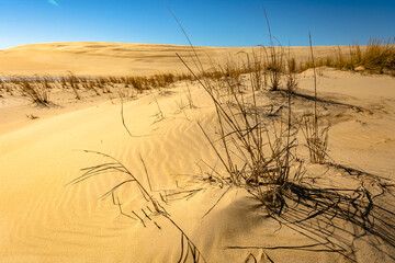 Sand dunes in Jockey's Ridge State Park. Located in Nags Head, North Carolina.It is a tallest sand...