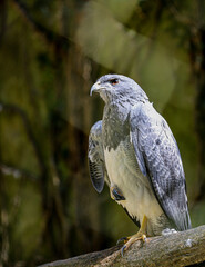 red tailed hawk